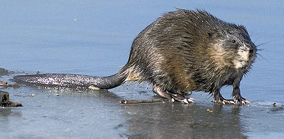 Read more about the article The Muskrat